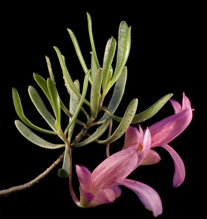 Native Honeysuckle