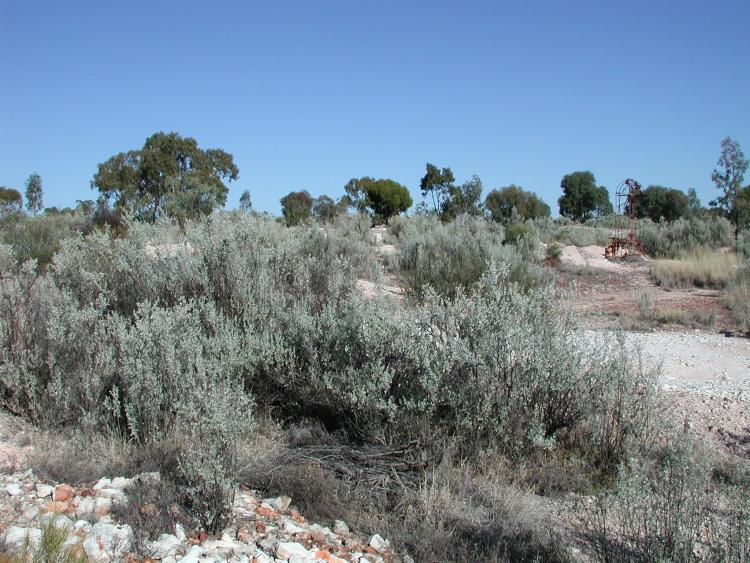 Old Man Saltbush