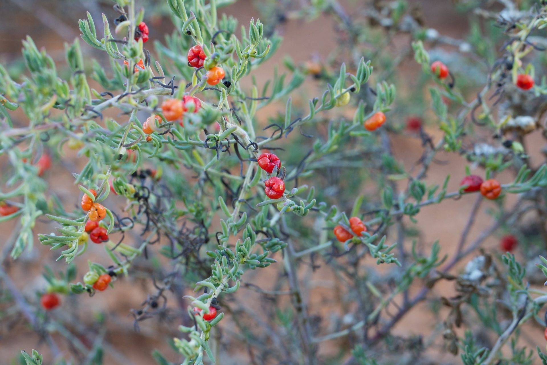 Aboriginal Bush Food and Medicine Garden