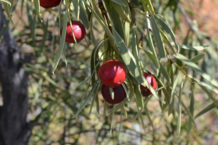 Native Peach