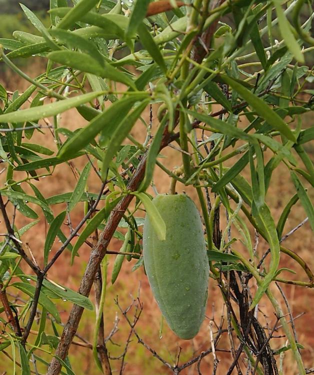 Silky Pear