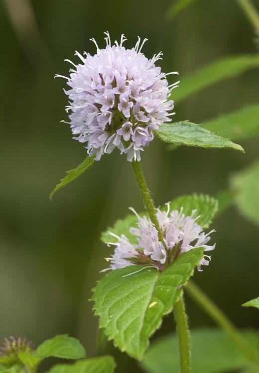 River Mint