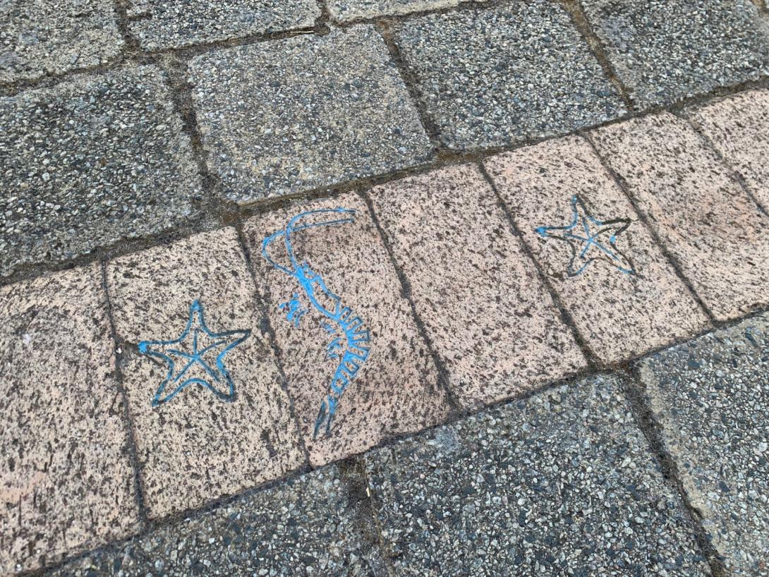 A row of bricks within paving, showing blue sea stars and a blue prawn etched into the bricks.nto