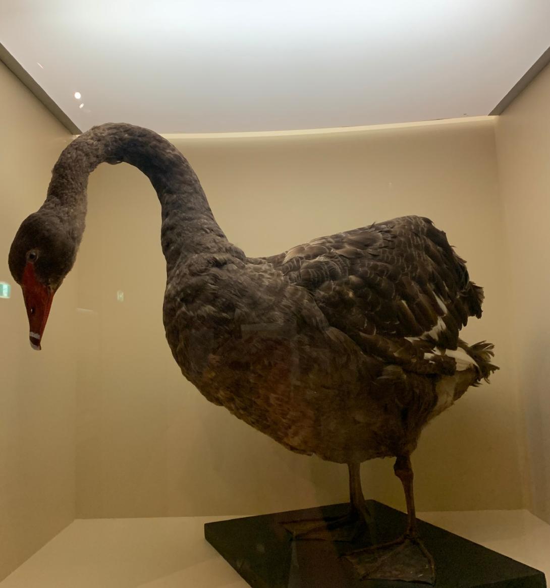 A taxidermied black swan in a display case.