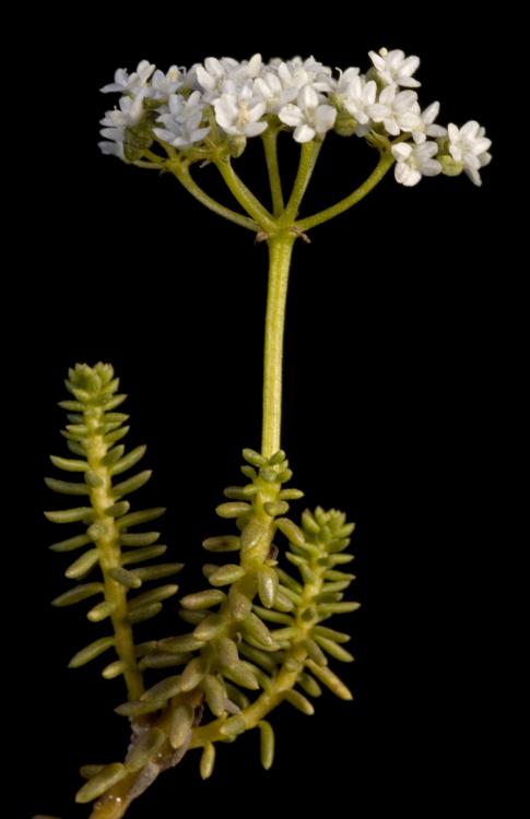 Ravensthorpe Radish
