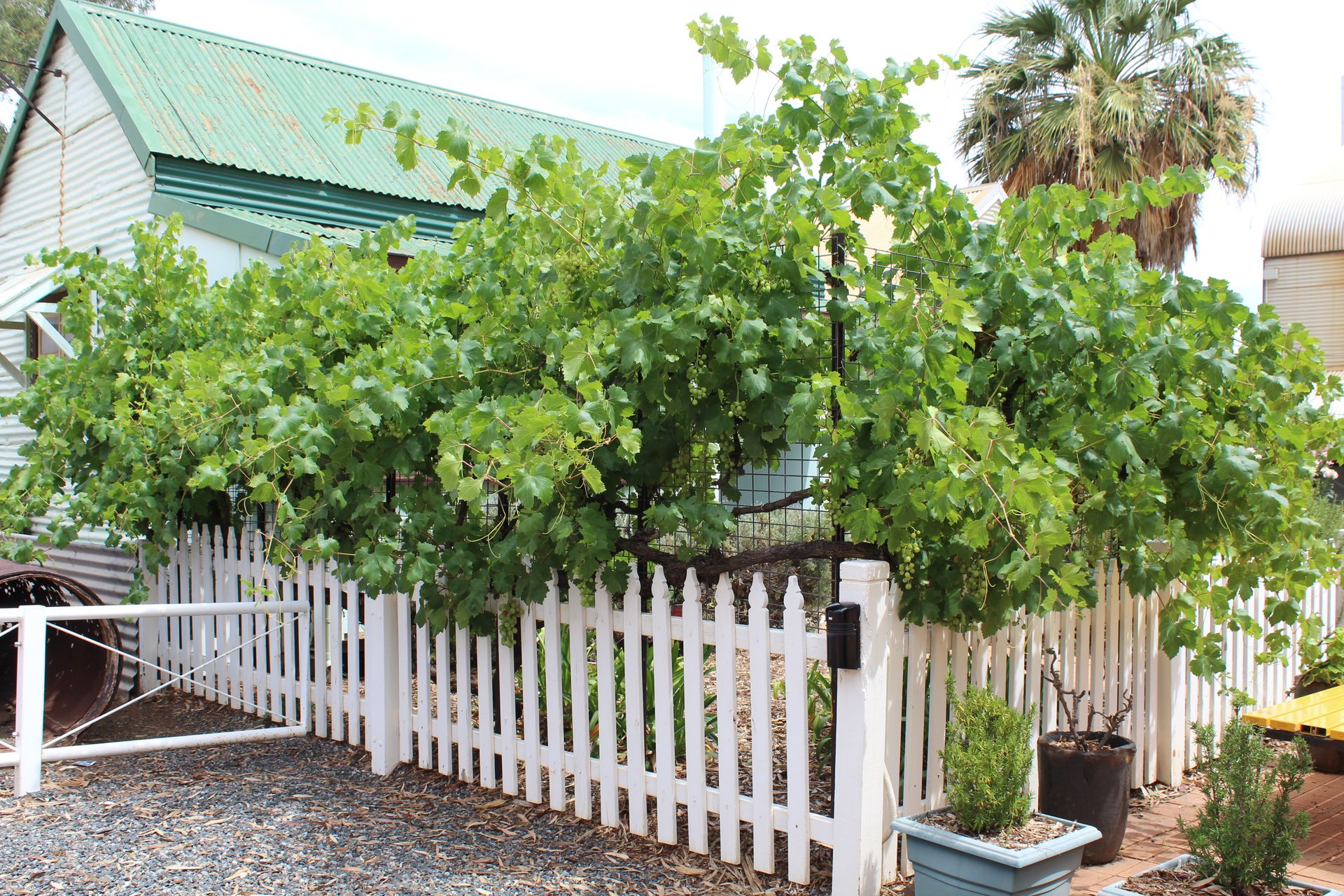 Grape vines