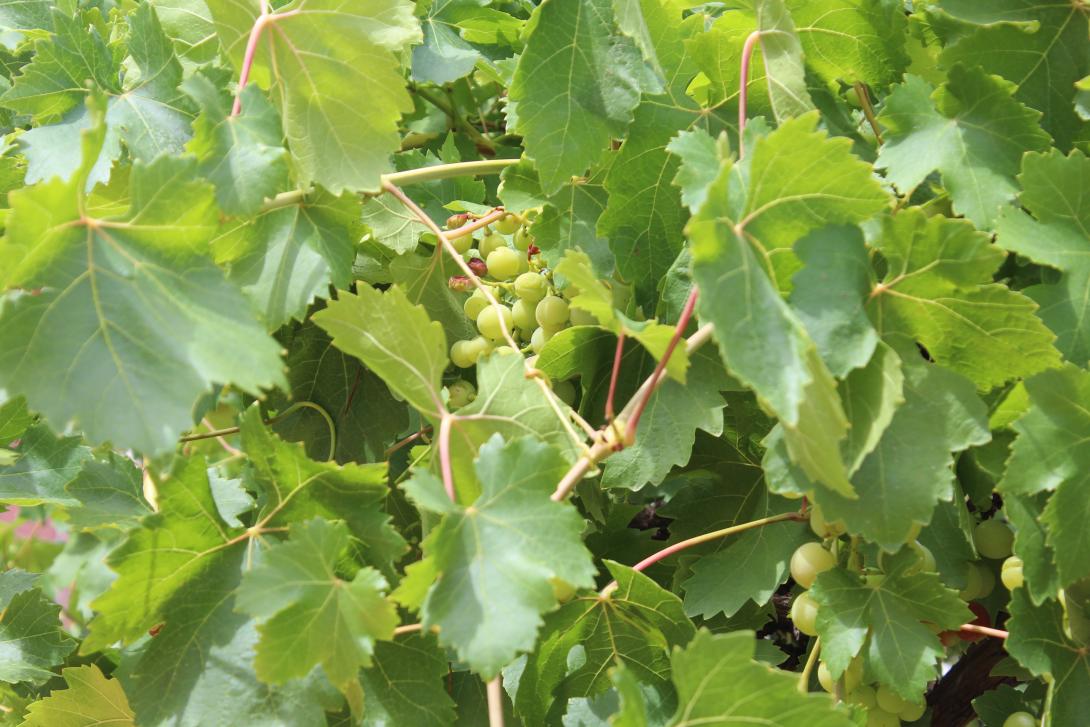 grapes