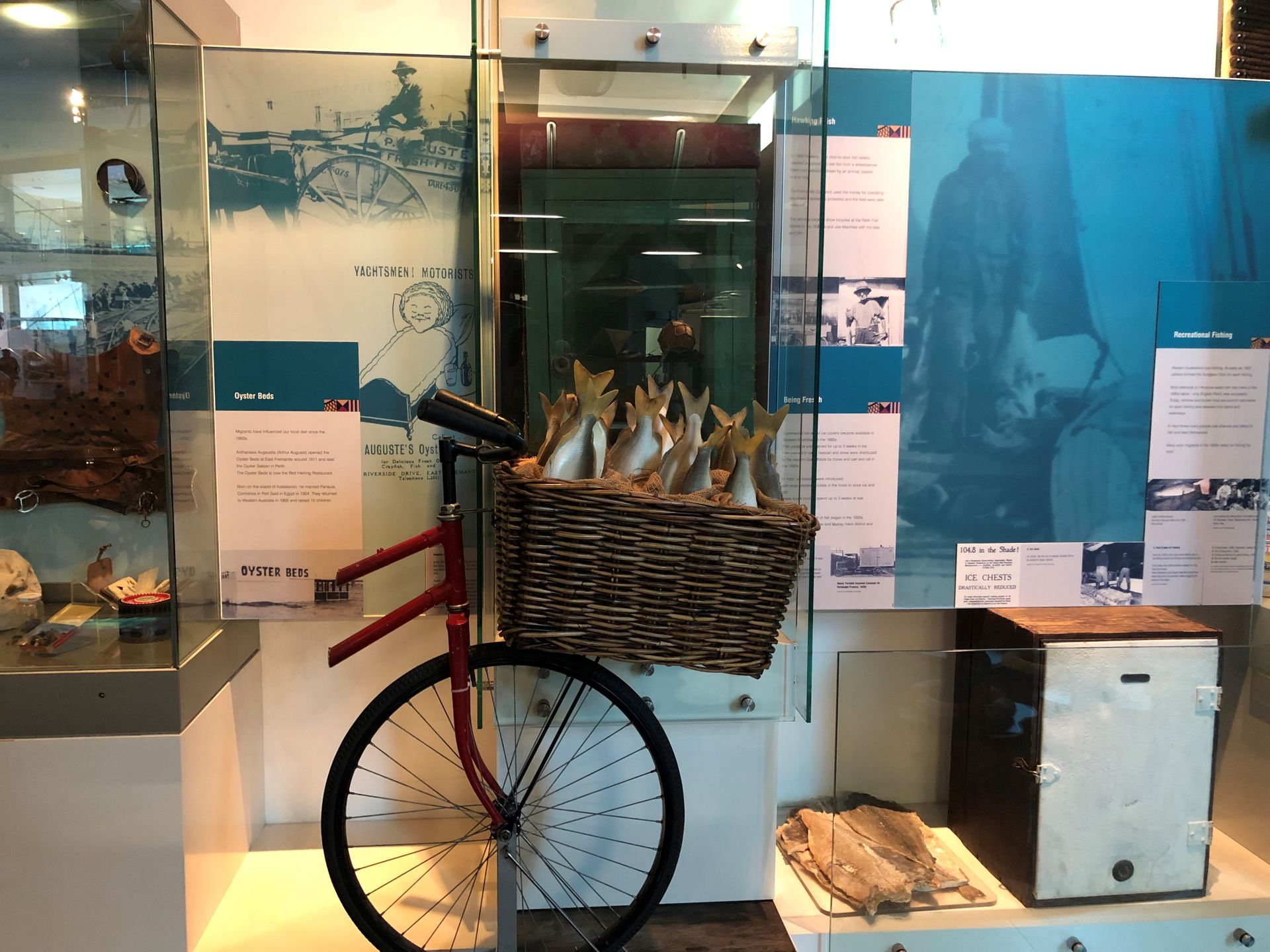 The front section of a red bicycle with many fish in a basket. Behind it in a glass case is a green rectangular cabinet with a door; this is the coolgardie cooler.