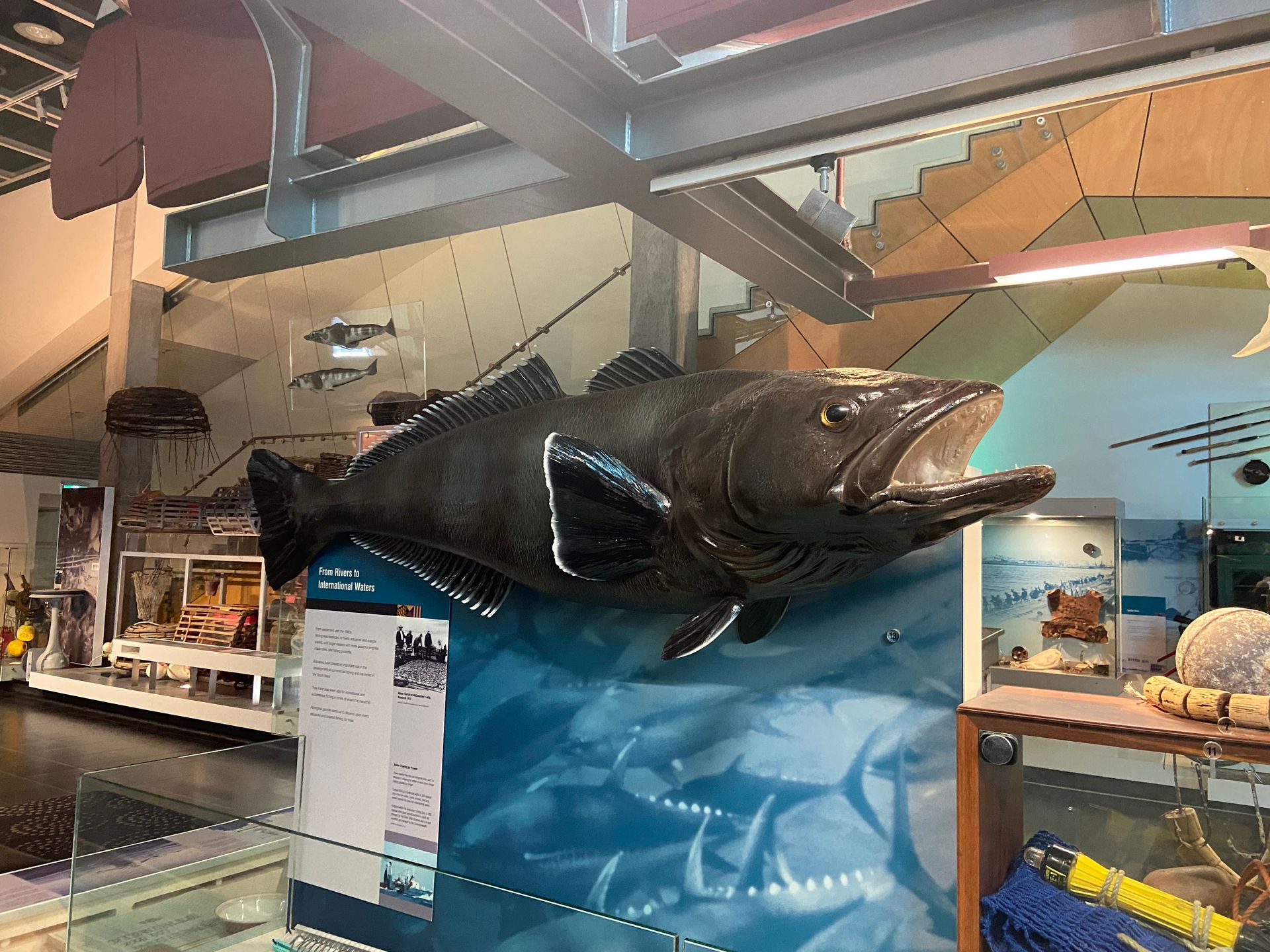 Model of a toothfish
