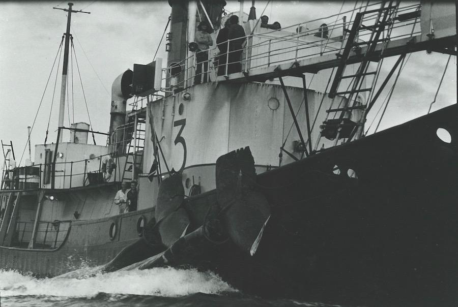 Two whale tales are visible hung from the side of the ship as it sails. Crew stand on the deck looking at the camera.
