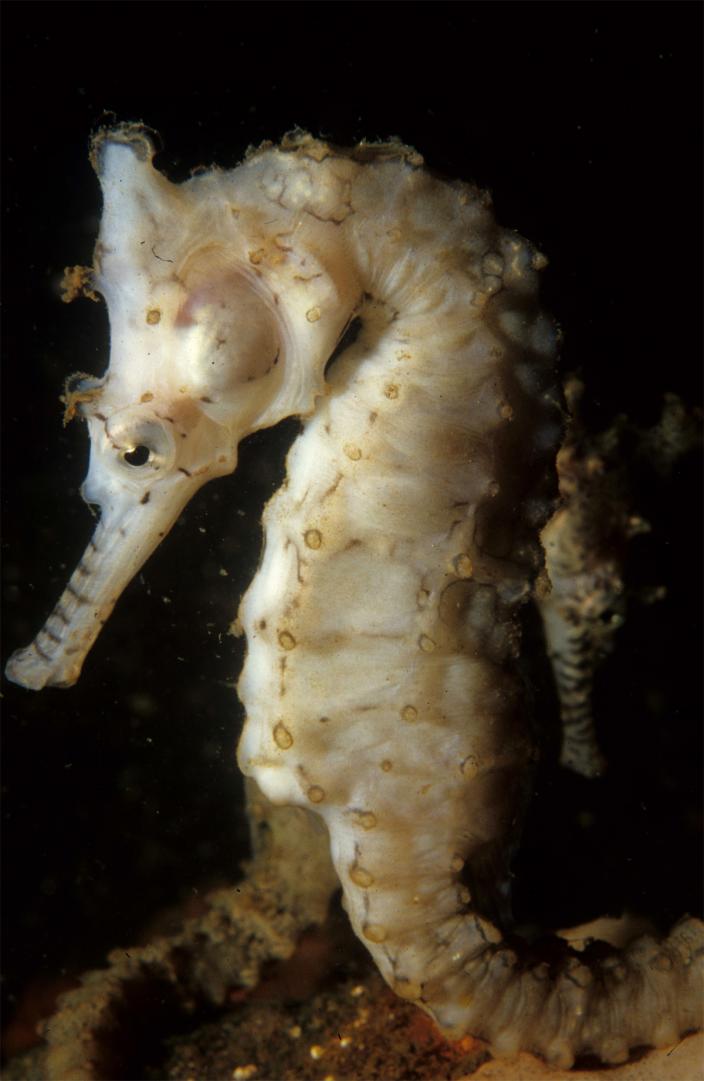 West Australian Seahorse