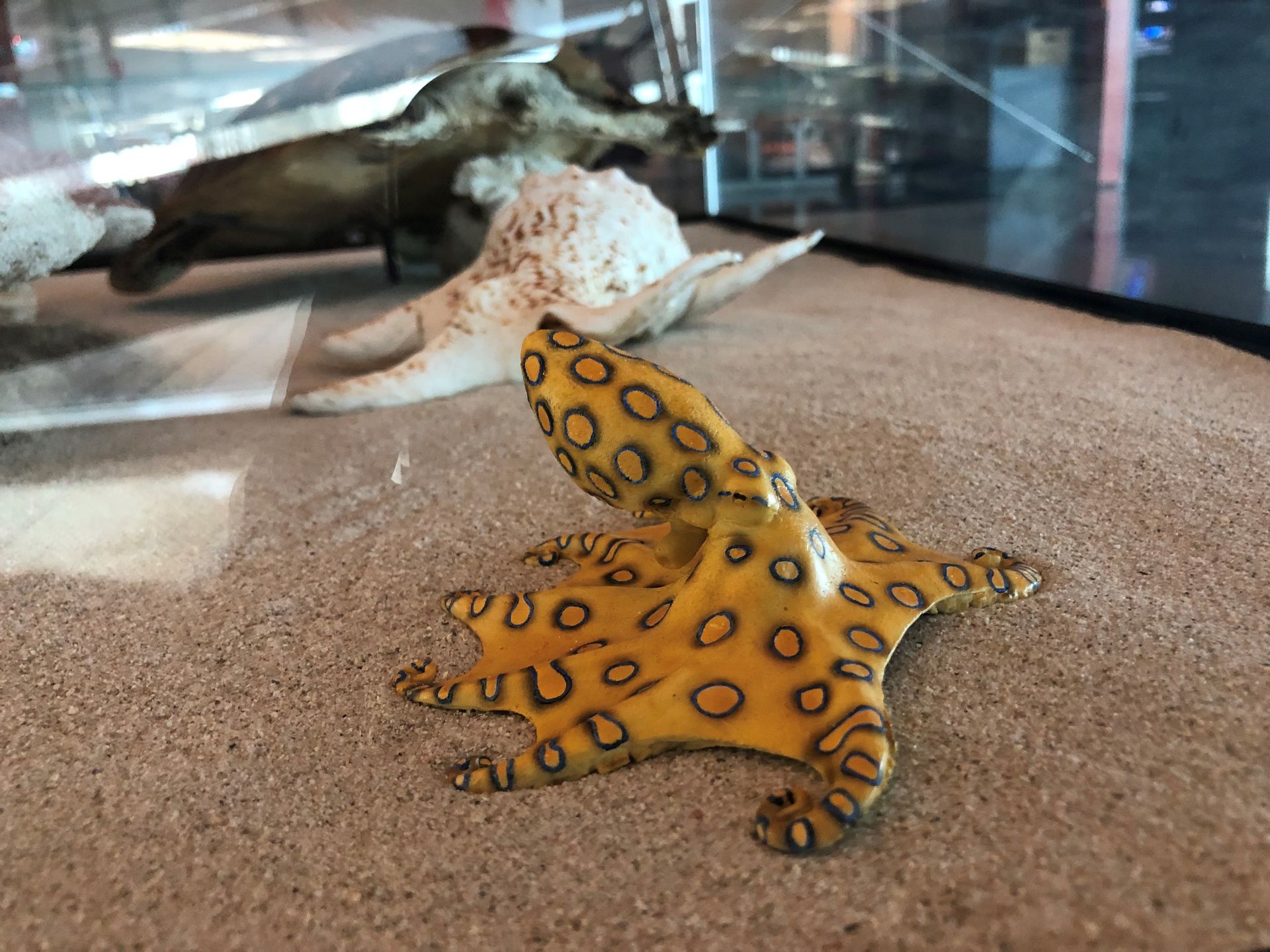 A small octopus with blue ring markings lying on sand in a shallow glass display case.