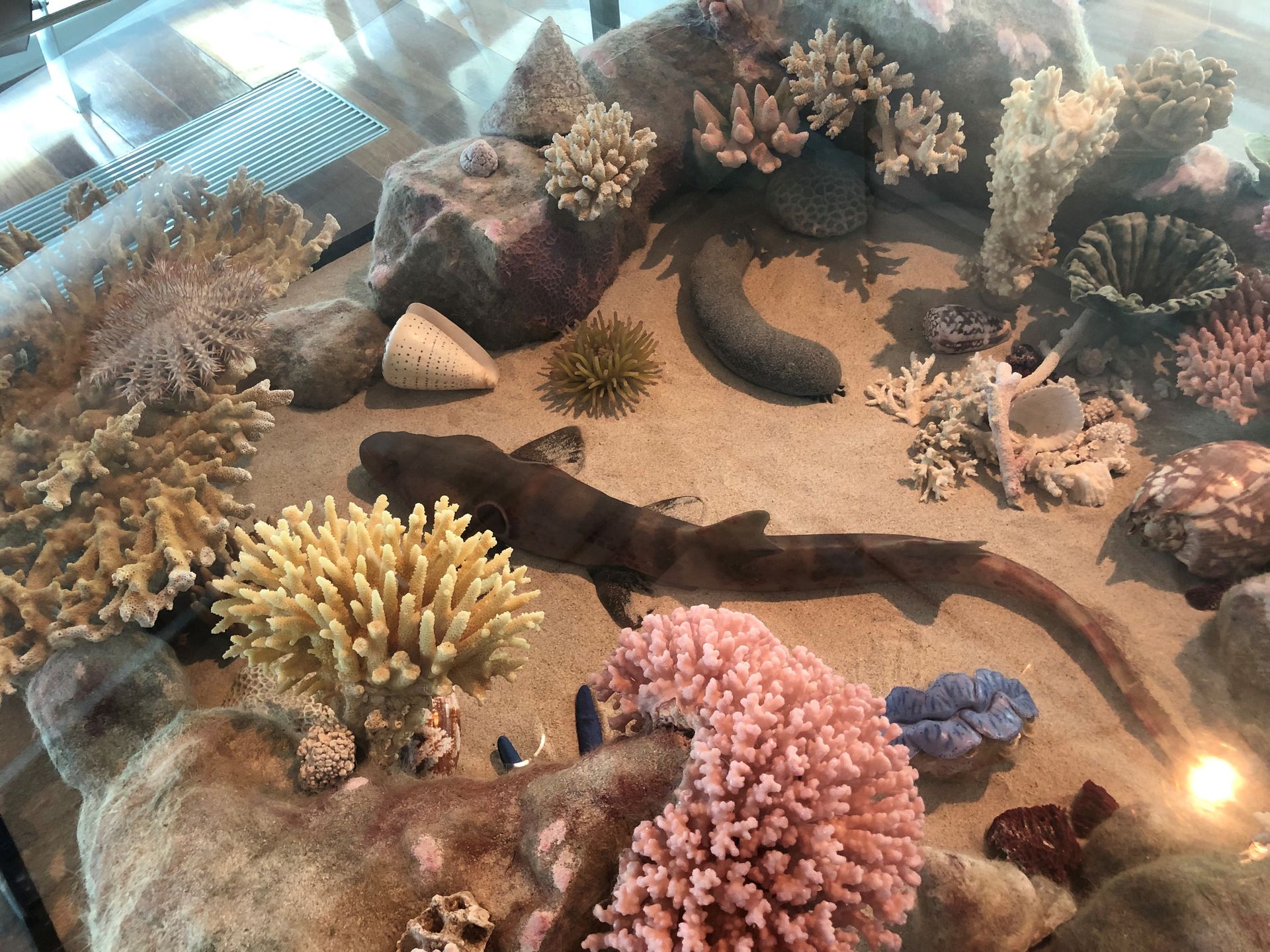 In a wide shallow display case on the Museum's floor are many colourful coral resting on sand.