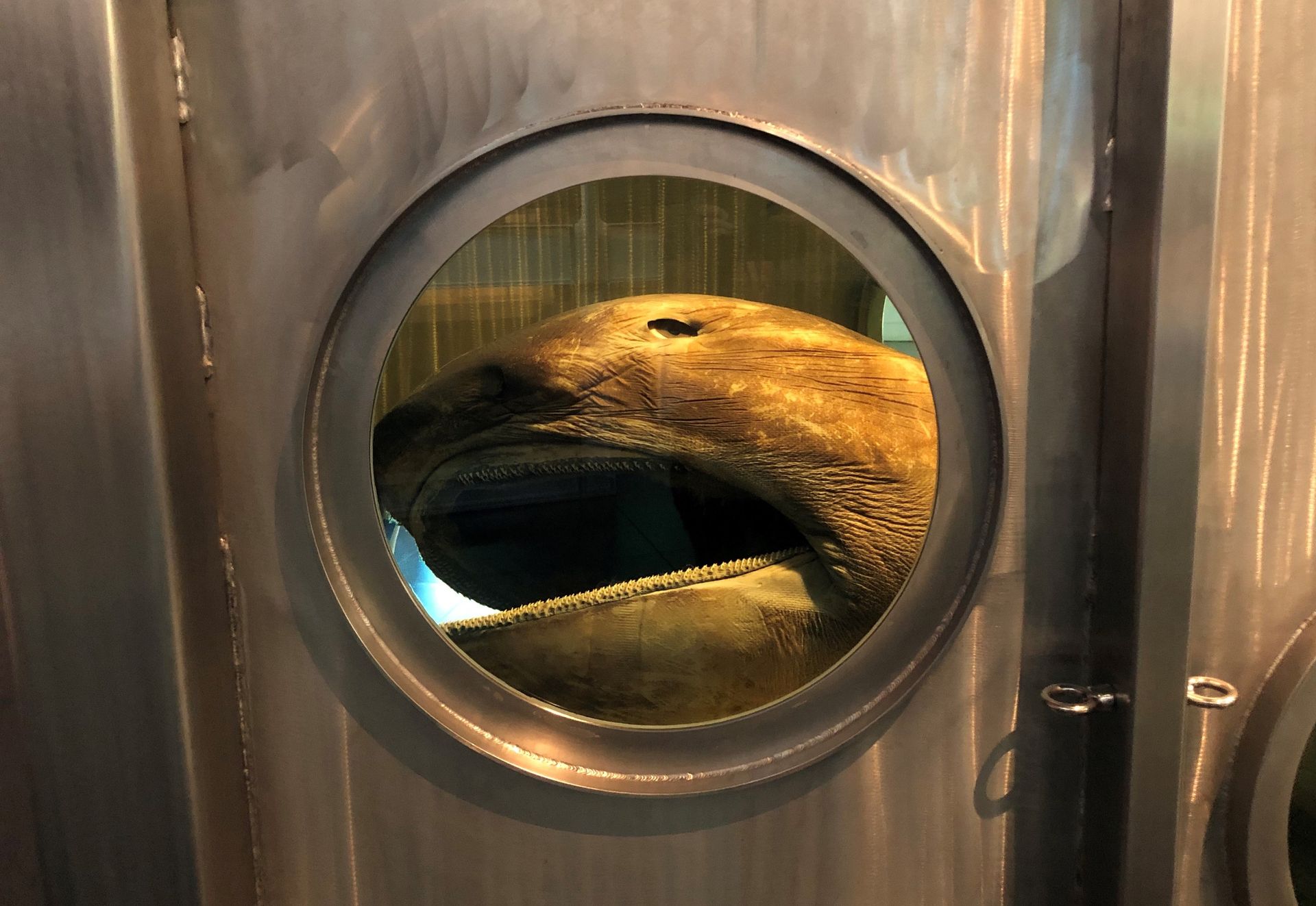 A large metal tank contains a preserved shark. Its mouth is opened at one of the round windows.