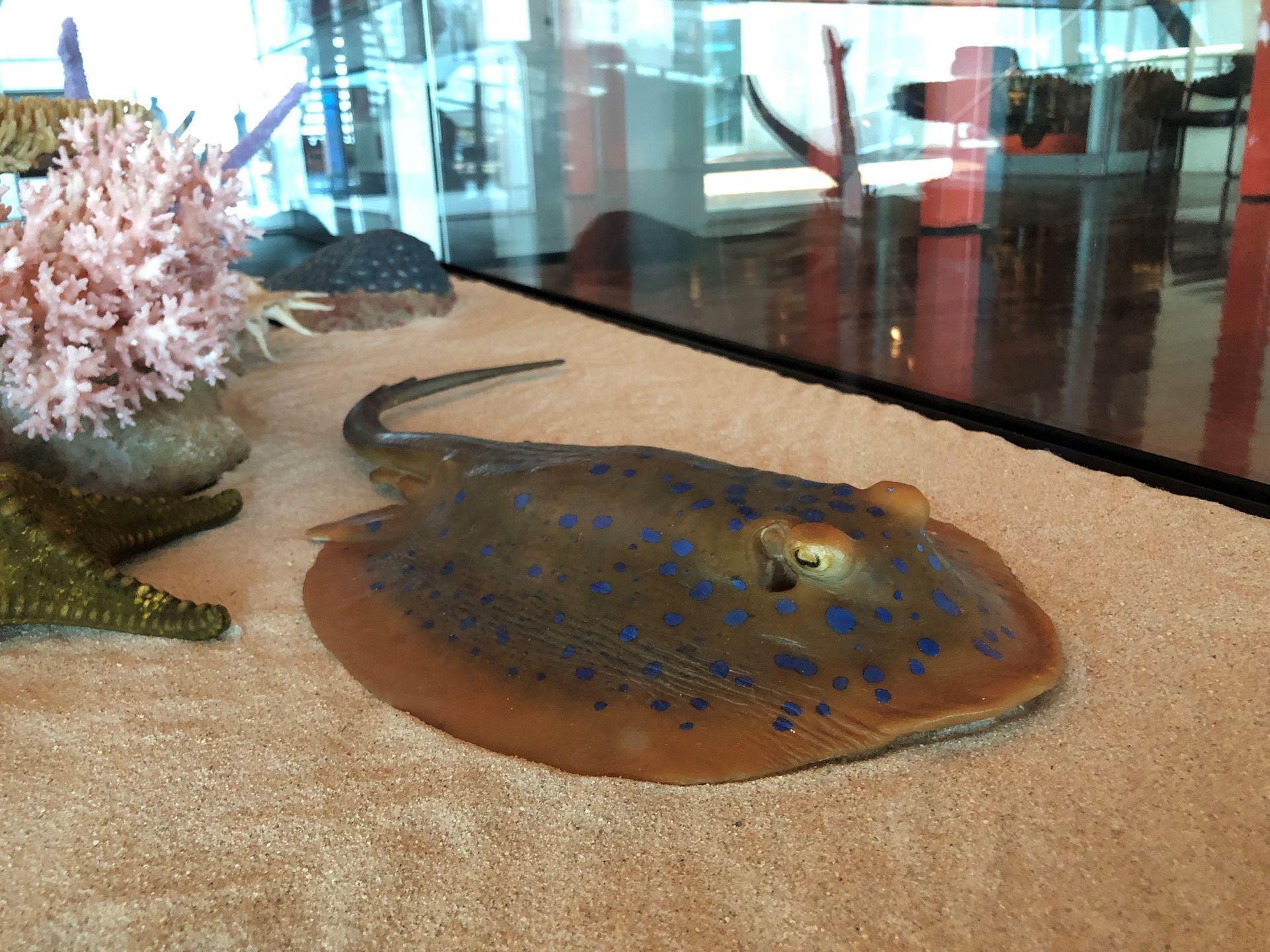 A brown sting ray with blue spots lying on sand in a shallow glass display case.