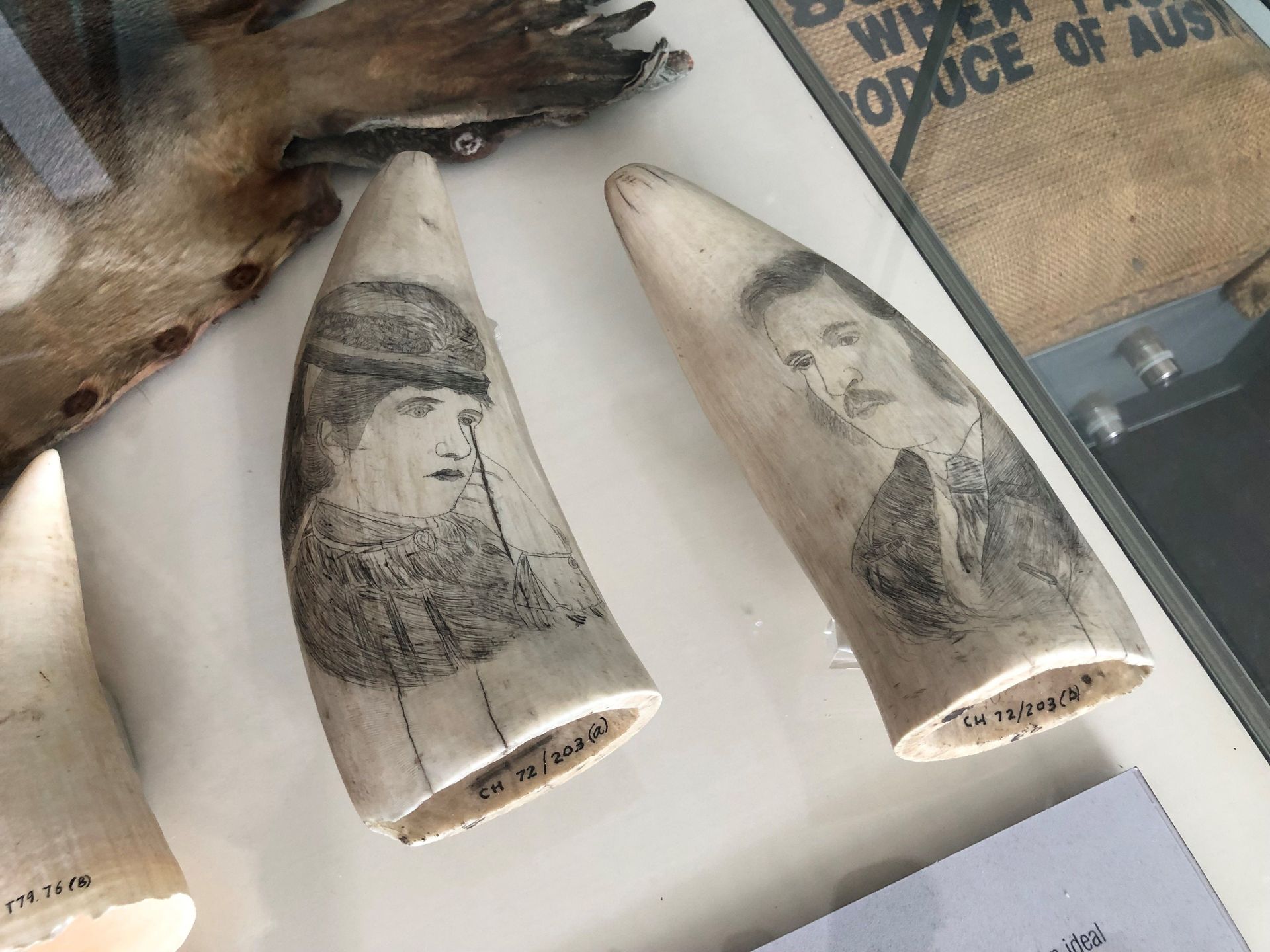 Two large pointed teeth in a Museum display case, each has a large drawing of a person on them - a man and a women, in old fashioned clothing.