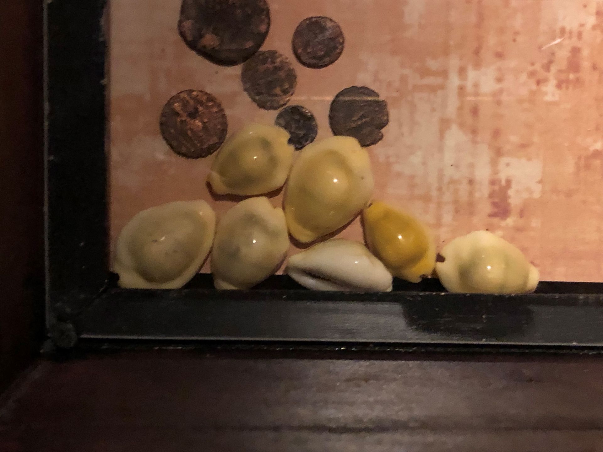 A collection of small pale-coloured round shells in a shallow wooden display case, with a pink background.